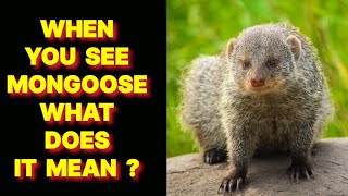 WHEN YOU SEE A MONGOOSE WHAT DOES IT MEAN [upl. by Nayd]