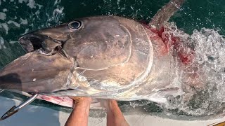 GRAPHIC Selling a Giant Bluefin Tuna The REAL Wicked Tuna [upl. by Shult]