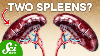 20 of Humans Have an Extra Spleen—Heres Why [upl. by Lecirg796]