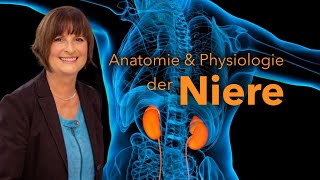 Funktionelle Anatomie und Physiologie der Niere [upl. by Elyc36]