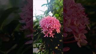 Ixora Coccinea or Rangan flower 🌼🌸 pinkmy garden pinkflowers seasonnature ytshorts status [upl. by Mattland963]