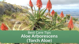 Aloe Arborescens Torch Aloe  Best Care Tips [upl. by Peugia336]