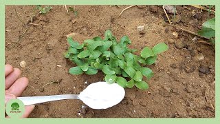 Boost Plant Growth with This DIY Fertilizer from oats [upl. by Leiahtan661]