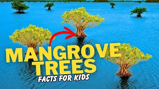 What are Mangrove Trees Facts For Kids [upl. by Anomis]