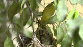 Oriental white eye  Nesting Cycle [upl. by Airdnala]