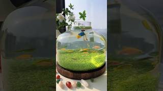 কম খরচে বাড়িতেই বানিয়ে ফেলুন একুরিয়ামaquarium making process 🔥🙏👍shorts aquarium [upl. by Mcleroy]