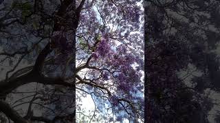 jacaranda tree flowers  rolling out purple carpets  are back making everything around beautiful [upl. by Yetnruoc]