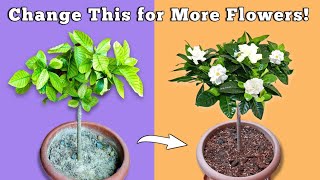 USE THIS To Get MORE Flowers In Gardenia Plant  Gardenia Plant Care [upl. by Ned]