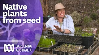 How to grow Australian native plants from seed  Australian native plants  Gardening Australia [upl. by Eelnayr]