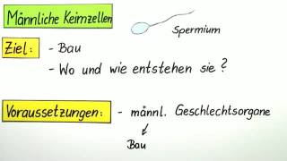 MÄNNLICHE KEIMZELLEN  Biologie  Biologie des Menschen Mittelstufe [upl. by Ylenaj652]