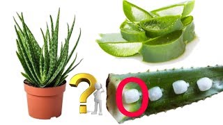 How to grow Aloe vera at home [upl. by Yajiv]