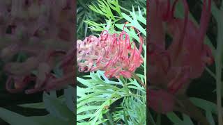 Grevillea ‘Superb’ [upl. by Merari]