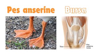 Anserine bursa pes anserinus insertion of guy ropes gooses foot anatomy [upl. by Eidderf]