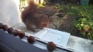 Lécureuil croque sa noisette Ecoutez le manger [upl. by Sheaff965]