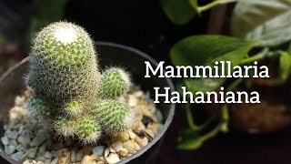 Mammillaria Hahaniana  How To Care For Mammillaria Hahaniana Cactus  Old Lady Cactus cactus [upl. by Cheadle420]