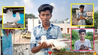 🤩Pigeons Coop Update🔥VadaponparappiPigeons pigeon coop update viralvideo [upl. by Schroth]