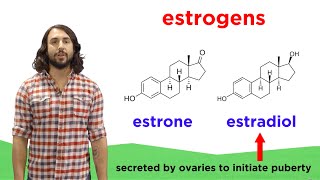 Lipids Part 2 Steroids [upl. by Brandea696]