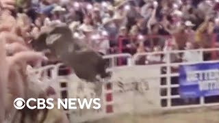 Video shows bull jumping over fence at rodeo in Oregon [upl. by Imotas]