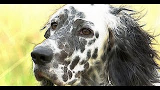 ENGLISH SETTER Brief History English Setter facts Lawerack Setter dog Llewellin Setter origins [upl. by Yrod]