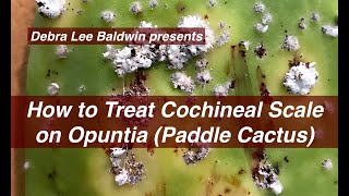 How to Treat Cochineal Scale on Cactus [upl. by Caterina553]