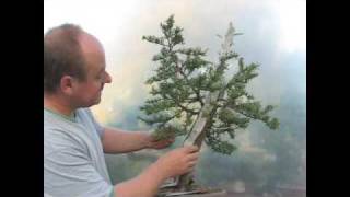 Italian Cypress Bonsai Styling Demonstration [upl. by Ylenaj479]