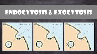 Endocytosis amp Exocytosis  Cell Biology [upl. by Felise]