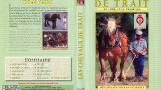 Lutilisation des chevaux de traits et traditions  Documentaire animalier [upl. by Ahsinhoj178]