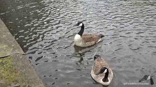 Geese Honking at Thin Air [upl. by Ddej420]