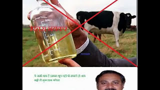 dont drink jarsi cows milk By Rajiv Dixit Goseva Products  Not good for health [upl. by Crissie]