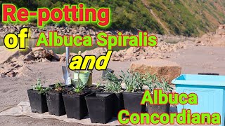 Re Potting of Albuca Spiralis and Albuca Concordiana [upl. by Nihahs]