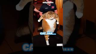 Is This Cat A Criminal [upl. by Jonny]