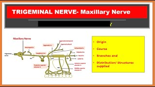 Parasympathetic Nervous System Crash Course Anatomy amp Physiology 15 [upl. by Ocirred]