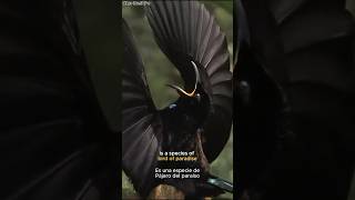 This birds mating dance will blow your mind [upl. by Ahsitul]