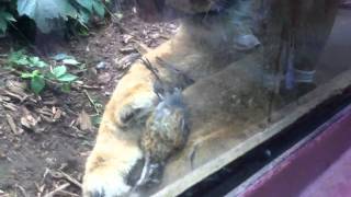 Lion kills bird at zoo [upl. by Atirys]