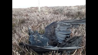 Raven poisoned in Peak District National Park [upl. by Dolloff]