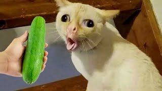 New Funny Animals 😍 Funniest Cats and Dogs 2023 😻🐶 Part 8 [upl. by Ynogoham]