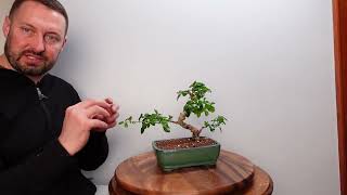 Carmona Bonsai Fukien Tea defoliation and quick trim [upl. by Matelda]