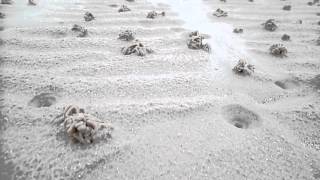 Lugworm Casts and Funnels Montfode Beach Ayrshire [upl. by Yelreveb447]