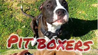 PITBULL BOXER MIX A DAY IN THE PARK [upl. by Sivartal]