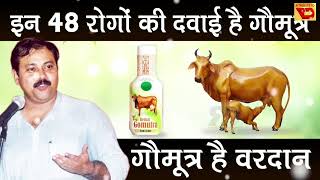 अनेक रोगों की दवाई है गोमूत्र  Gomutra ke fayde hindi mein by Rajiv Dixit ji [upl. by Gayl]