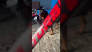 Angry rottweiler simbha aggressive ytshorts pets youtubelover doglover newshort rottweiler [upl. by Colligan891]