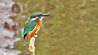 Kingfisher Bird Fishing on Ryans Field [upl. by Nerradal]