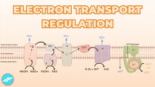 Regulation of Oxidative Phosphorylation Electron Transport Chain  Metabolism [upl. by Eca]