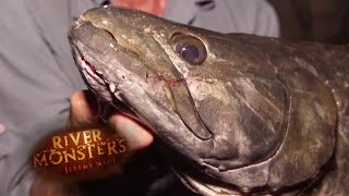 The Elusive Wolf Fish  WOLF FISH  River Monsters [upl. by Bonnie]