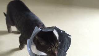 Rocky in 2015  Tampa Tabby after tail treatment at vet His cone of shame for a few days [upl. by Canning]