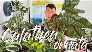 Calathea Ornata Care Tips and How to Propagate  WITH UPDATES [upl. by Doloritas]