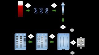 Biologi 2 Genteknik del 3 av 4 [upl. by Nitsua492]