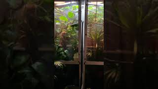 Chameleon misting mist king unit  enclosure 6x2x2 [upl. by Mendelson119]