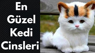 En Tatlı  En Güzel  En Popüler Kedi Cinsleri  Irkları [upl. by Aztin]