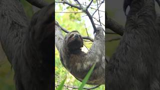 Sloth Secrets How They Survive by Moving in Slow Motion 🦥🌿 animalvideos shorts [upl. by Drehcir]